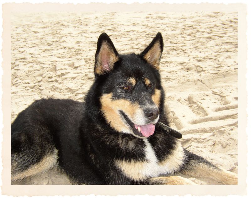 Der ECOreporter-Wachhund Pino. / Foto: Privat