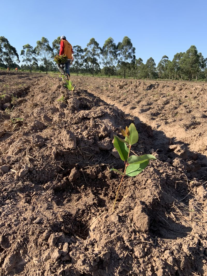 Auf einem Grundstück von Miller Forest in Paraguay werden Baumsetzlinge gepflanzt. / Foto: Miller Forest