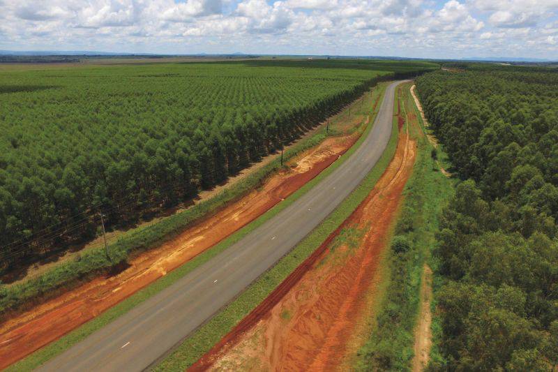 Aufforstungsflächen von Miller Forest in Paraguay. / Foto: Unternehmen