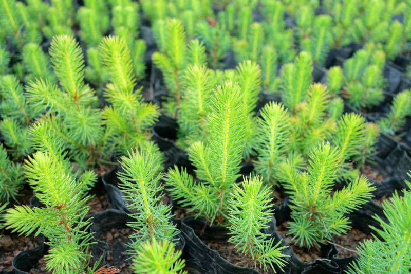 Aufforstung um CO2 zu sparen – ist das sinnvoll? / Foto: imago images, Imaginechina-Tuchong