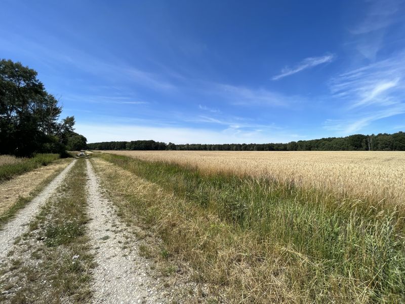 Auf dieser Freifläche in Niedersachsen soll ein von reconcept entwickelter Solarpark entstehen. / Foto: reconcept GmbH