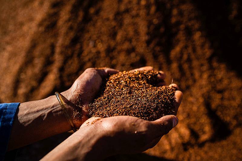 Seinen Rooibos-Tee bezieht Lemonaid von der Heiveld Kooperative in Südafrika. / Foto: Jodi Windvogel, Heiveld Kooperative